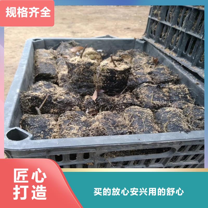 【北美冬青】苹果苗专注质量