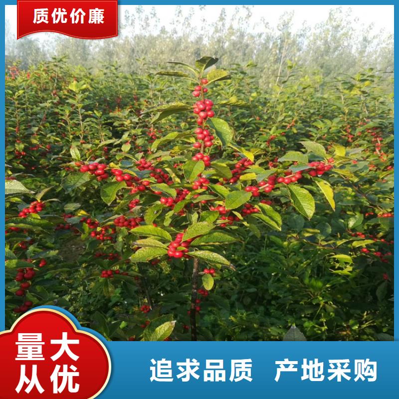 北美冬青樱桃苗多年实力厂家