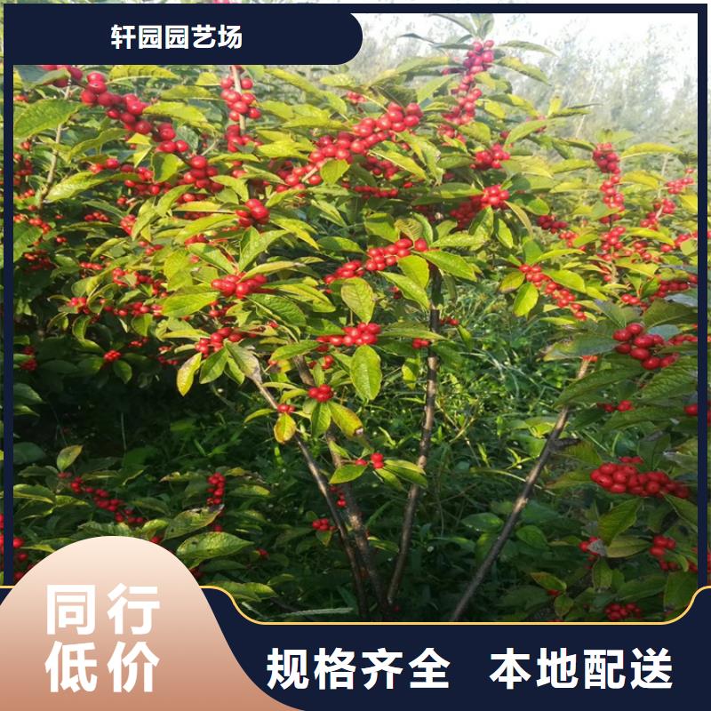 北美冬青【奶油草莓】批发供应