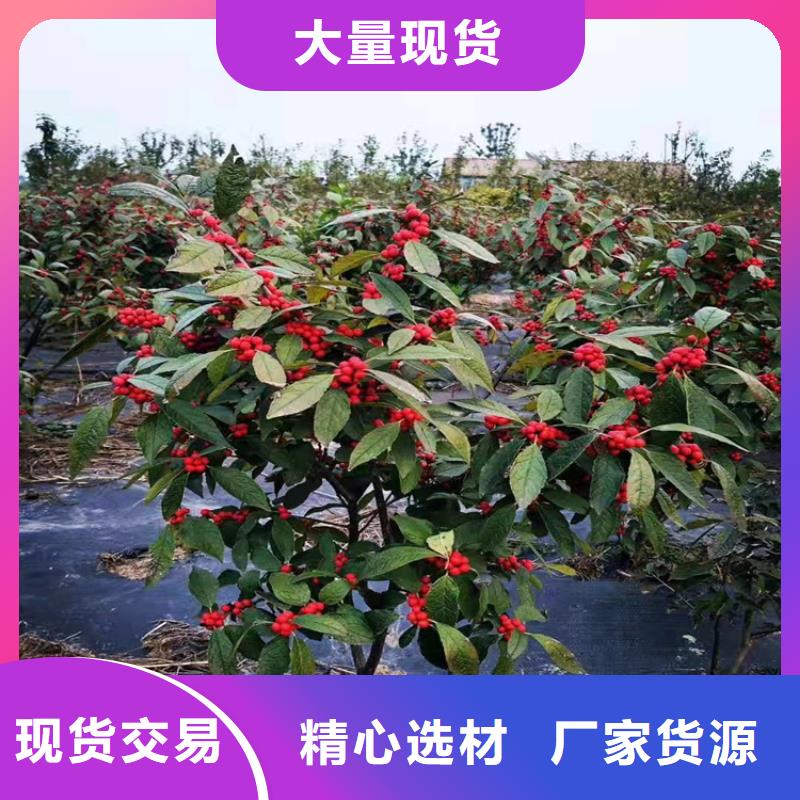 北美冬青西瓜苗一致好评产品