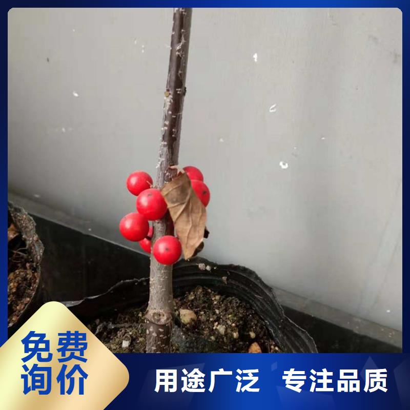 北美冬青蓝莓苗设计制造销售服务一体