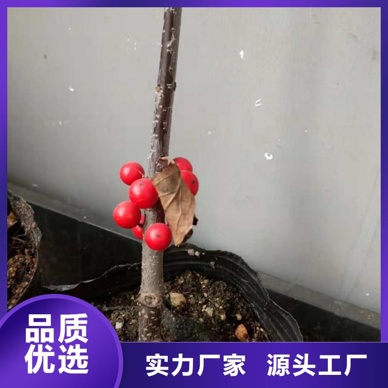 【北美冬青苹果苗用心细节】