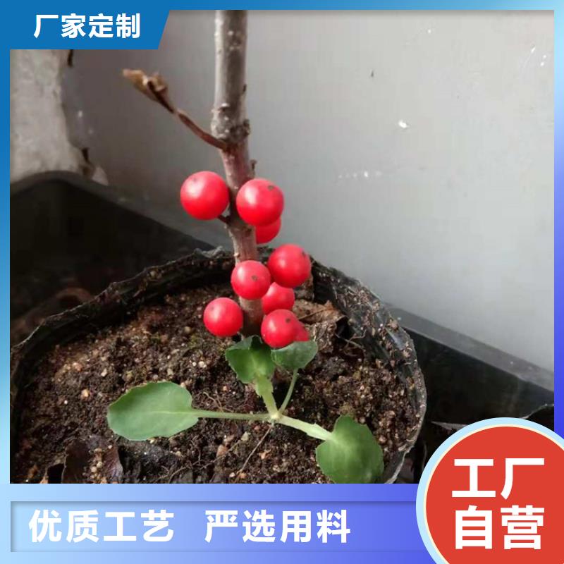 北美冬青杏树苗快速发货