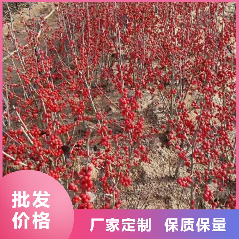 北美冬青【【蓝莓苗】】按需设计