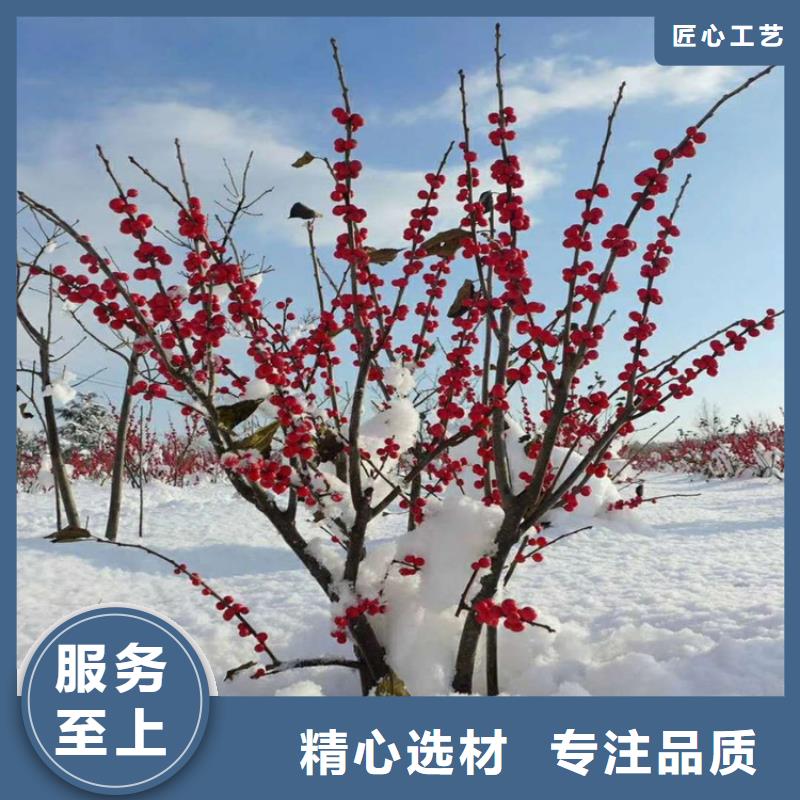 【北美冬青免费获取报价】