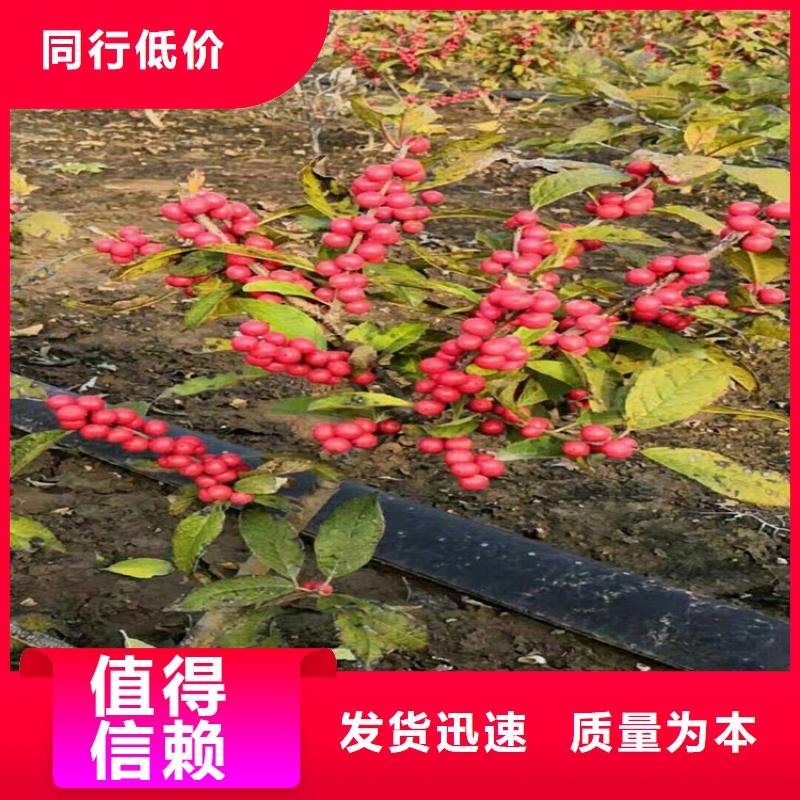 北美冬青蓝莓苗设计制造销售服务一体