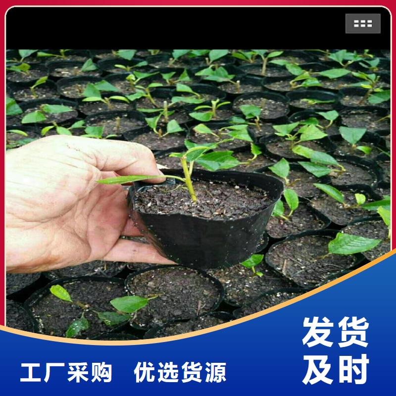 【北美冬青】苹果苗专注质量