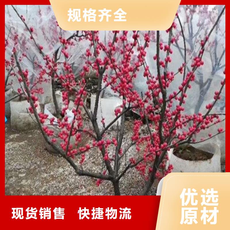 北美冬青花椒苗重信誉厂家