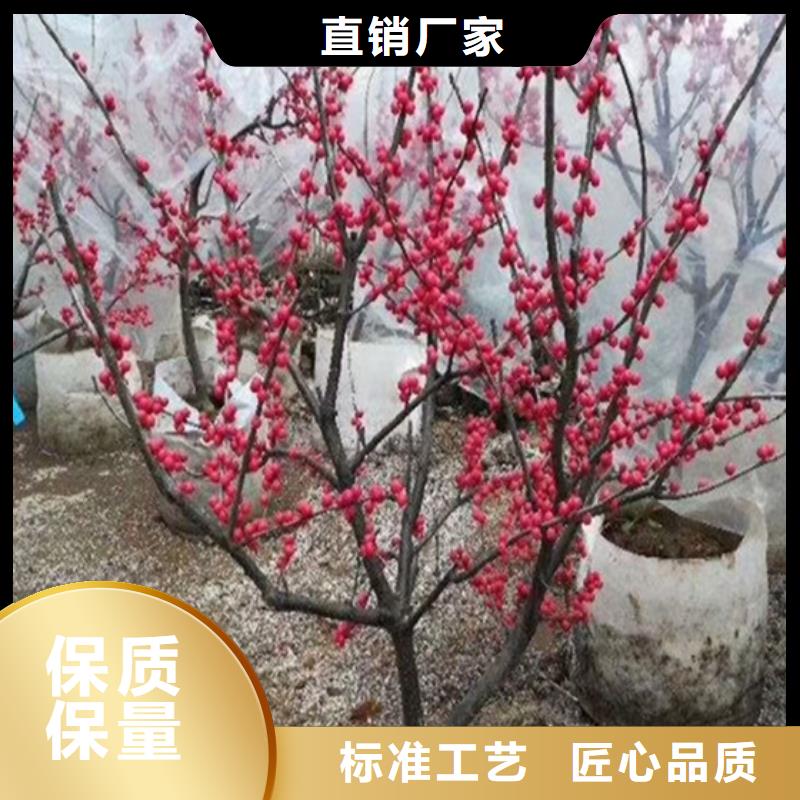 北美冬青,3公分软籽石榴苗实力厂家直销