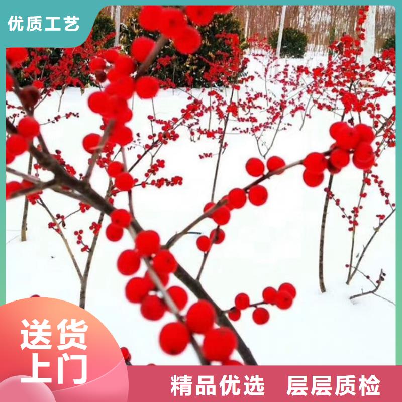 北美冬青葡萄苗直销厂家