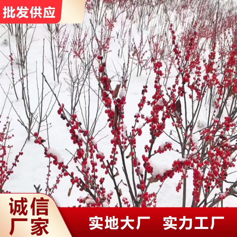 北美冬青杏树苗厂家质量过硬