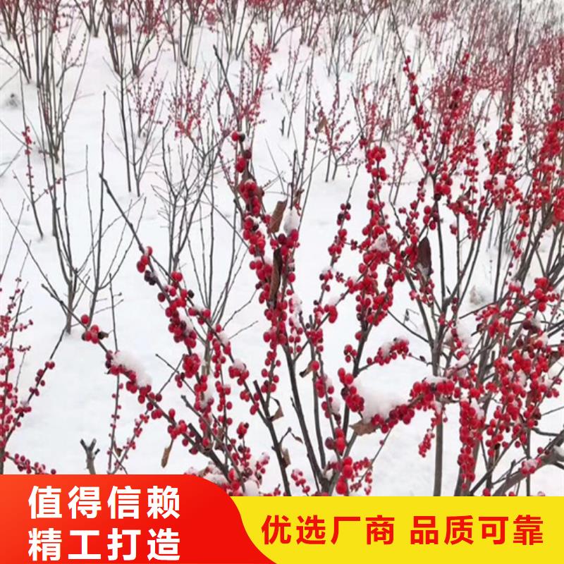 北美冬青苹果苗好产品不怕比