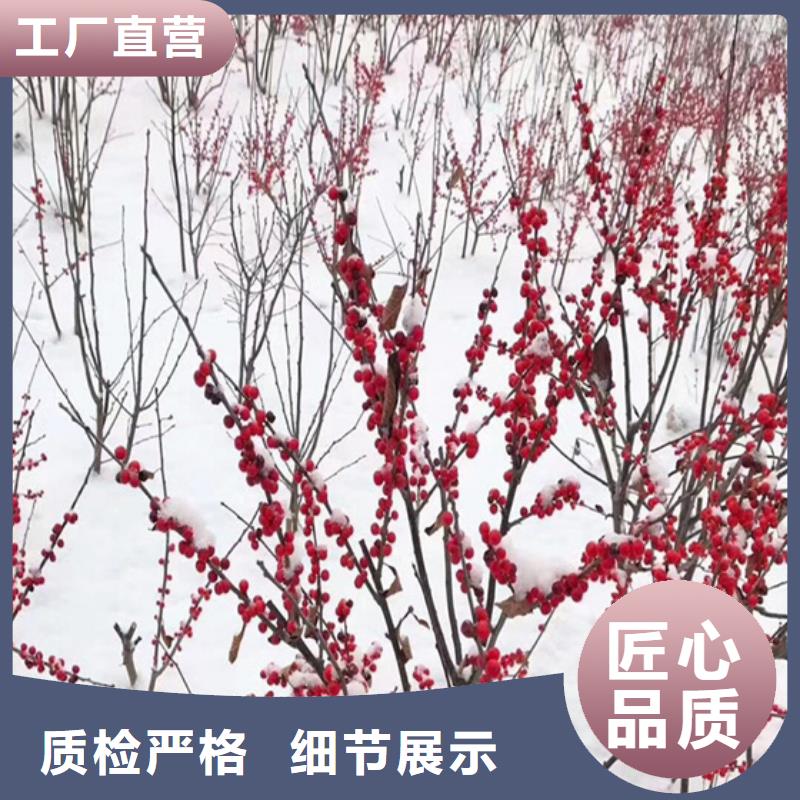 北美冬青_奶油草莓品质商家
