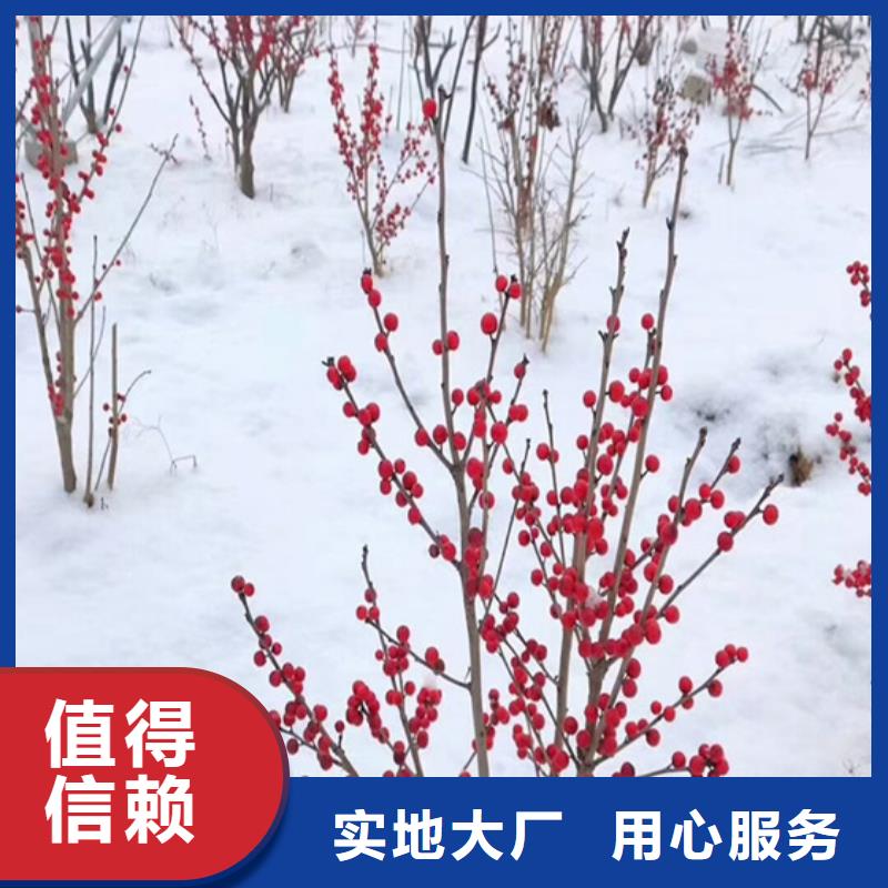 【北美冬青,樱桃苗货源充足】
