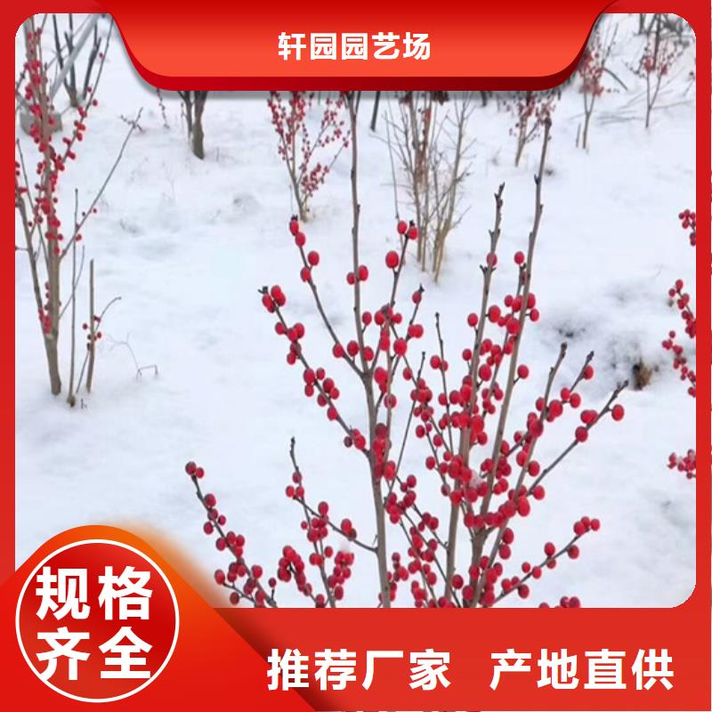 【北美冬青苹果苗用心细节】