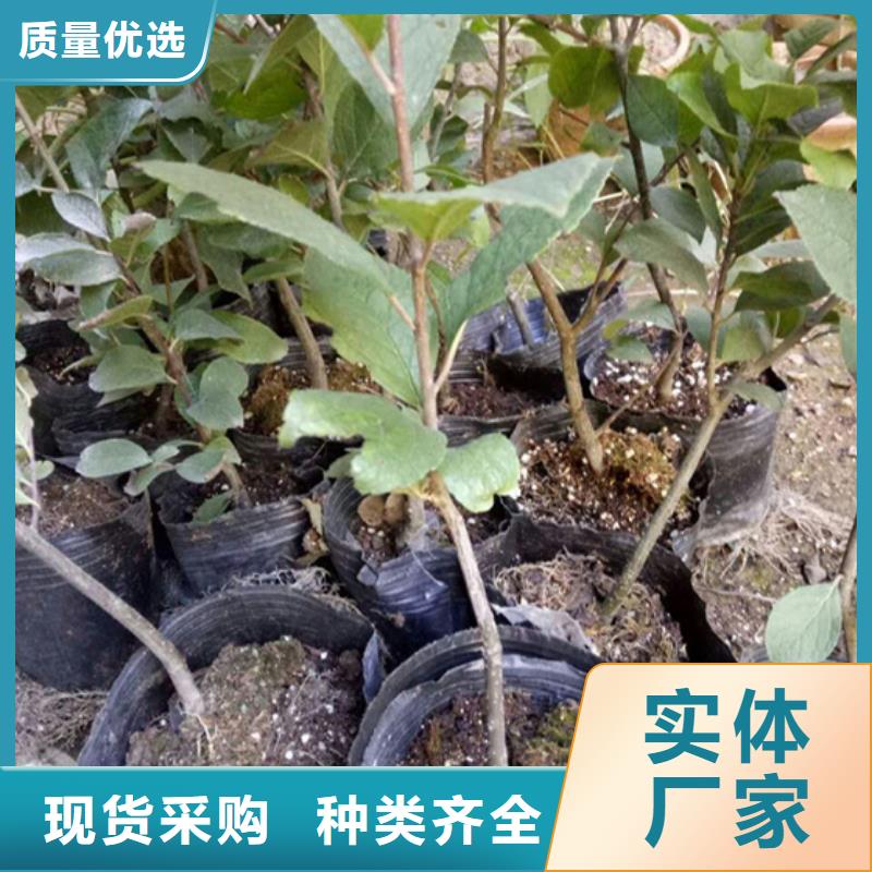 北美冬青【【蓝莓苗】】按需设计