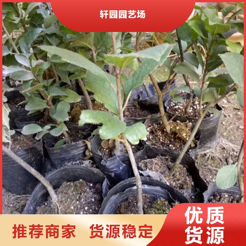 北美冬青板栗苗价格低