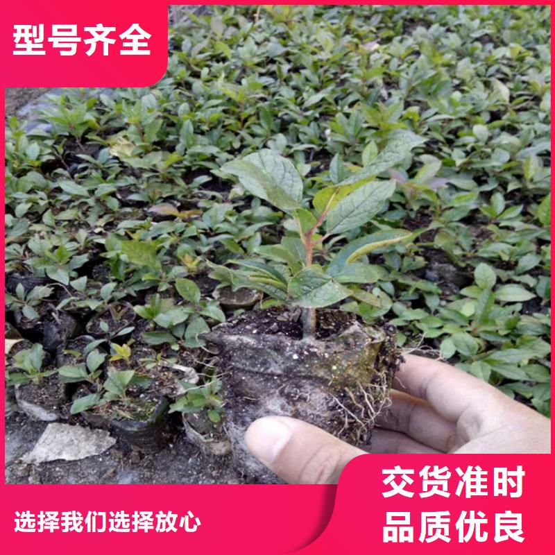 北美冬青苹果苗好产品不怕比