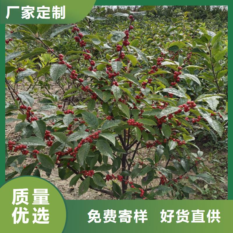 【北美冬青梨树苗采购】