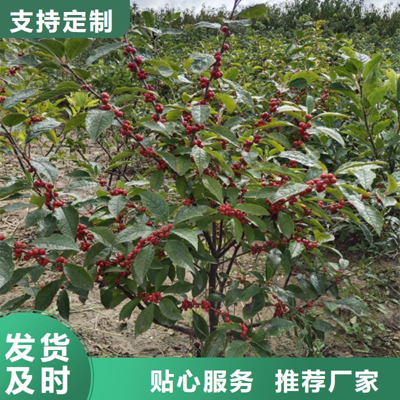 【北美冬青3公分软籽石榴苗发货迅速】