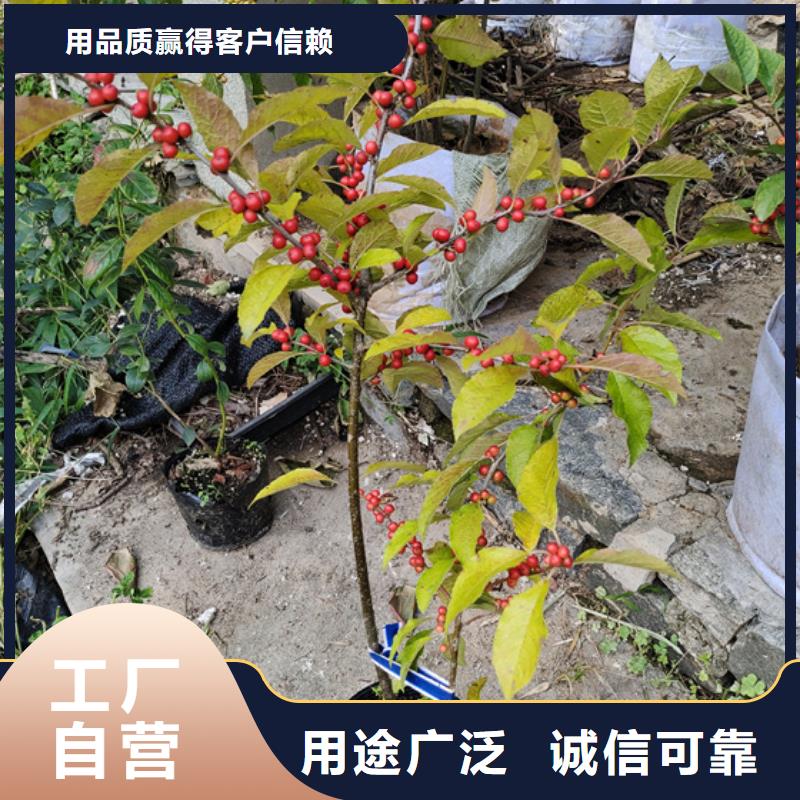 北美冬青【蓝莓苗】细节决定成败