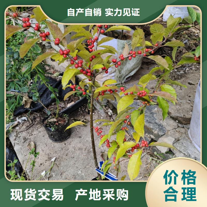 【北美冬青品质保障售后无忧】