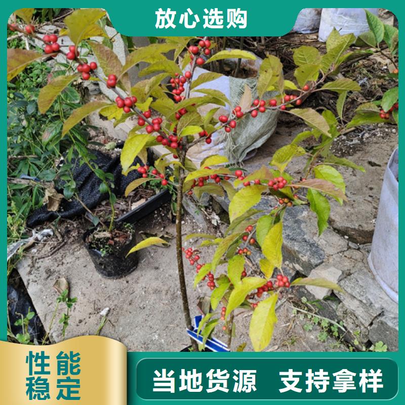 北美冬青樱桃苗满足多种行业需求