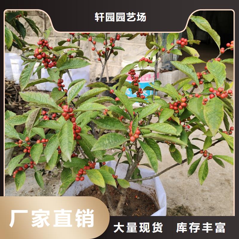 北美冬青-石榴苗多种优势放心选择