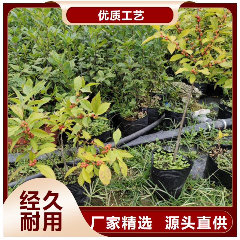 北美冬青樱桃苗多年实力厂家