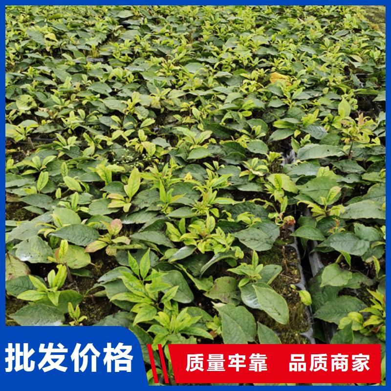 北美冬青无花果苗欢迎来电咨询