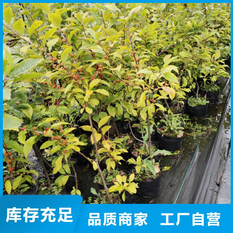 北美冬青蓝莓苗专业生产制造厂