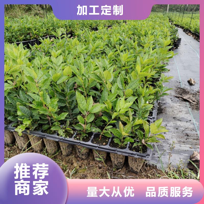 北美冬青花椒苗厂家现货供应