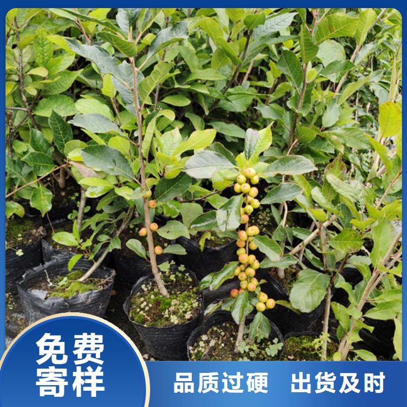北美冬青板栗苗价格低
