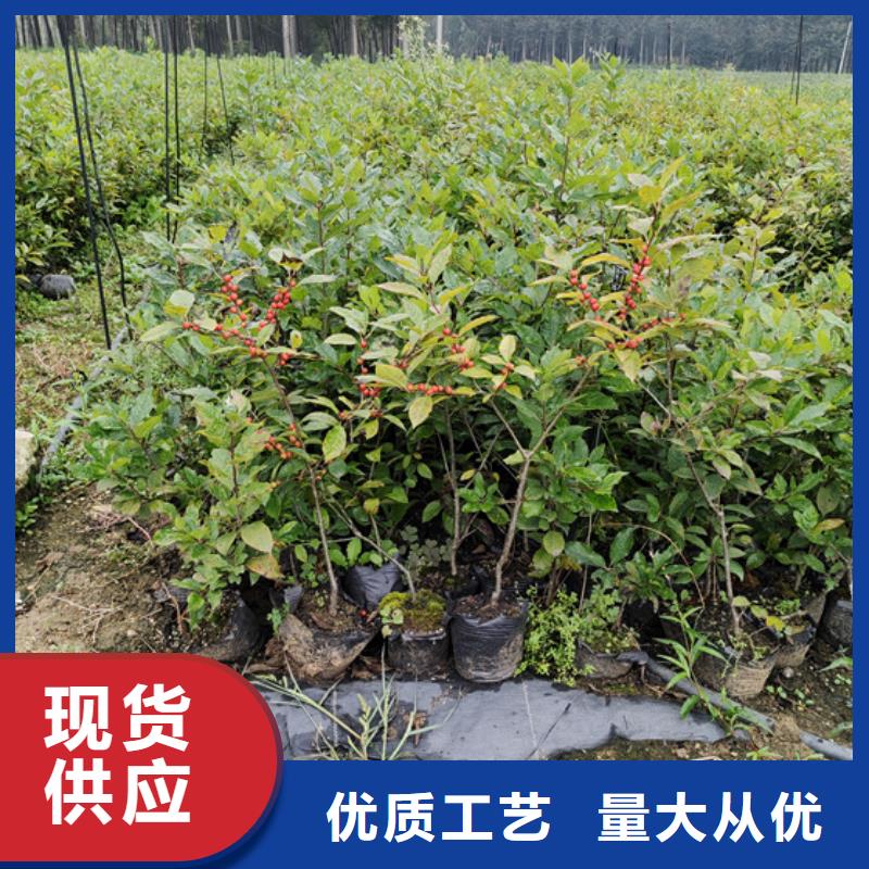 北美冬青_樱桃苗做工精细