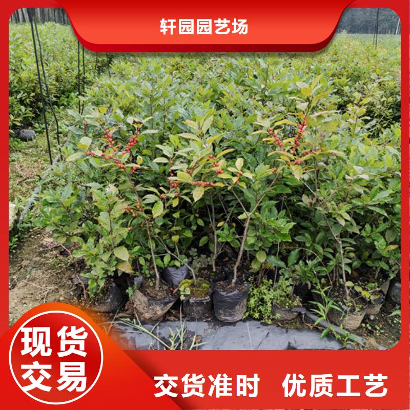 北美冬青杏树苗快速发货