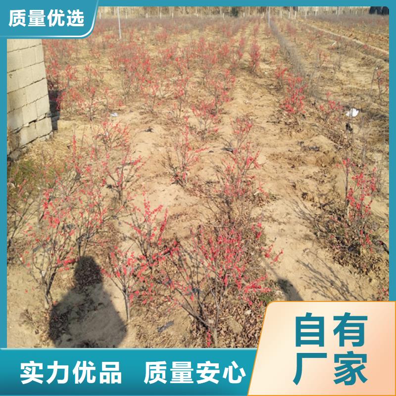 北美冬青蓝莓苗设计制造销售服务一体