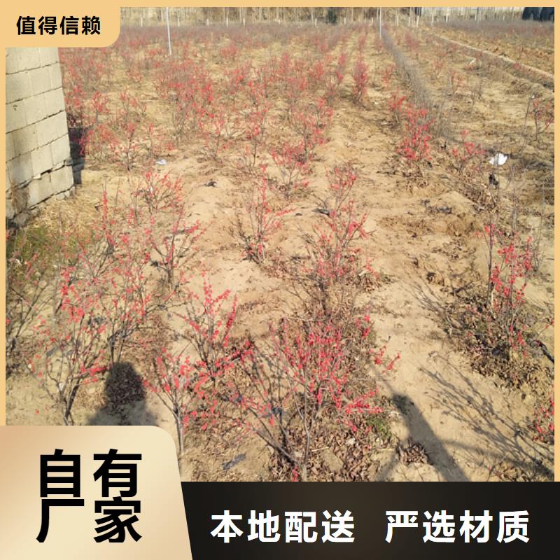 北美冬青杏树苗厂家质量过硬