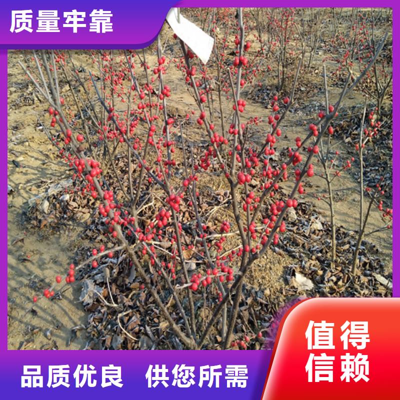 北美冬青苹果苗好产品不怕比