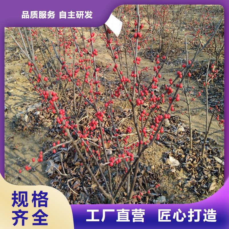 北美冬青【【蓝莓苗】】按需设计