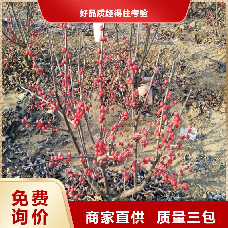 北美冬青杏树苗厂家质量过硬