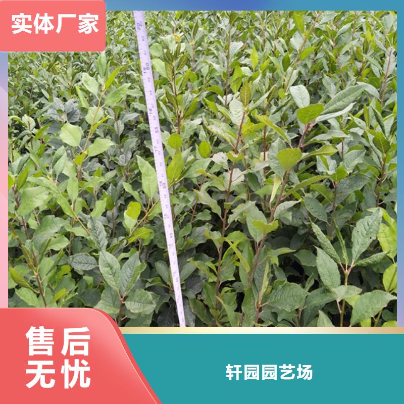 北美冬青西瓜苗一致好评产品