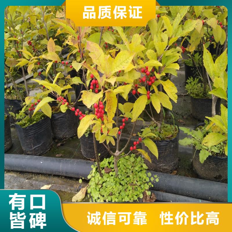 【北美冬青梨树苗采购】