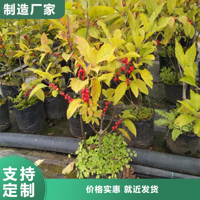 北美冬青_猕猴桃苗严选好货