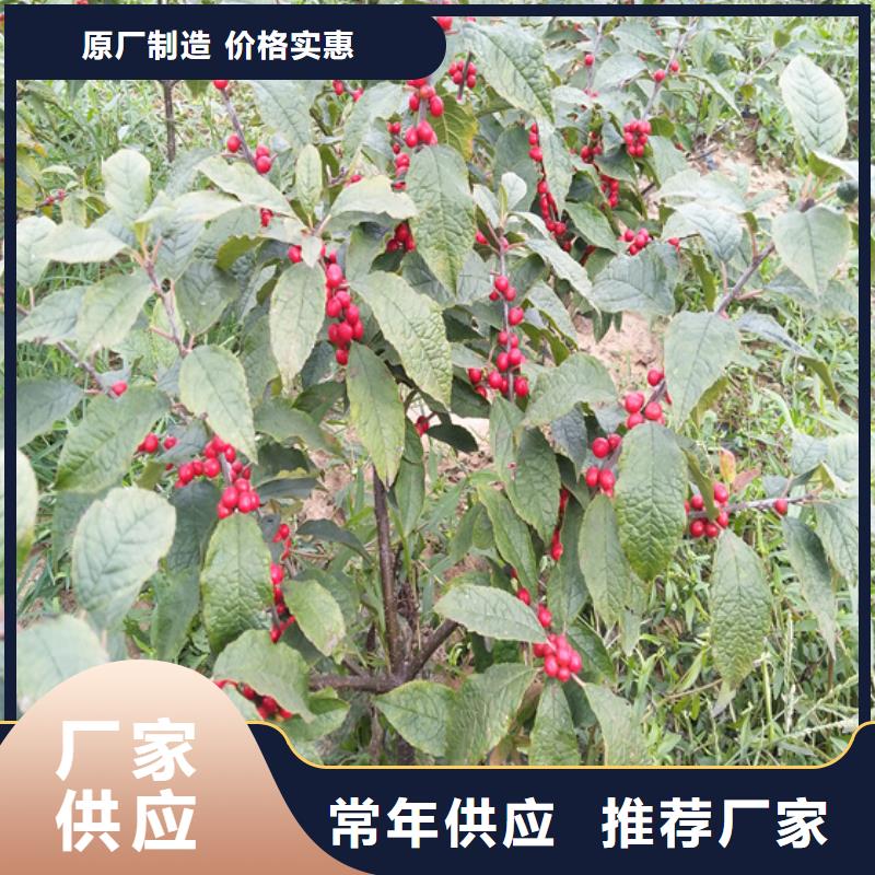 【北美冬青品质保障售后无忧】