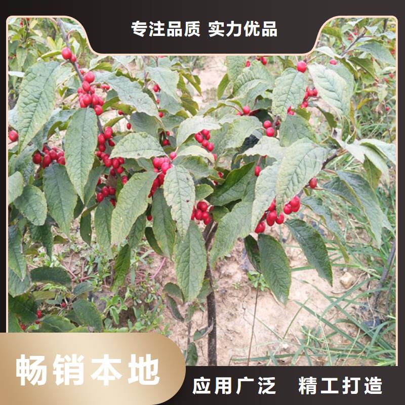 北美冬青【蓝莓苗】追求品质
