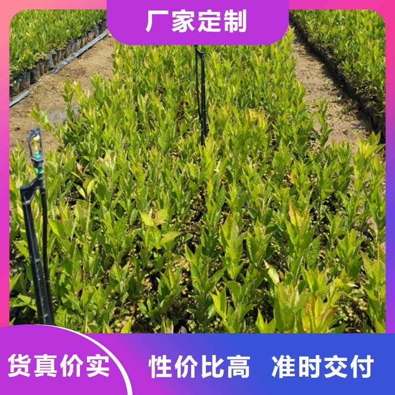 北美冬青杏树苗厂家质量过硬