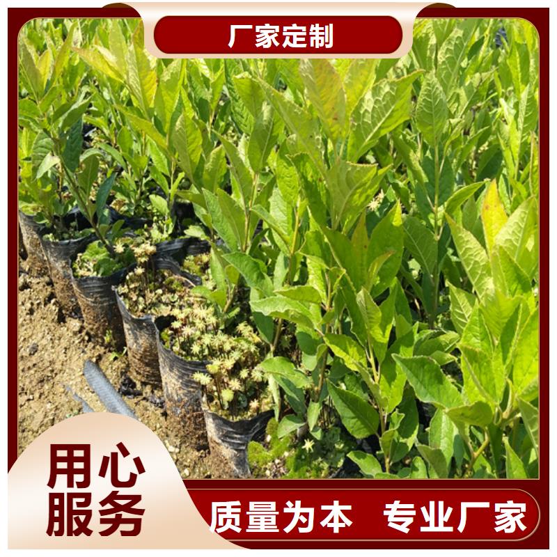 北美冬青樱桃苗买的放心
