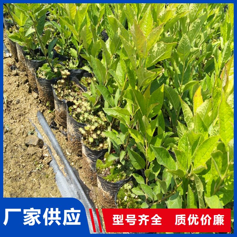 北美冬青樱桃苗满足多种行业需求