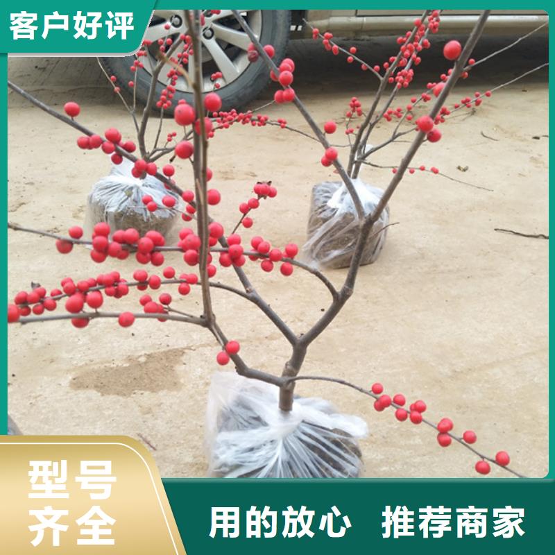 北美冬青樱桃苗快捷物流