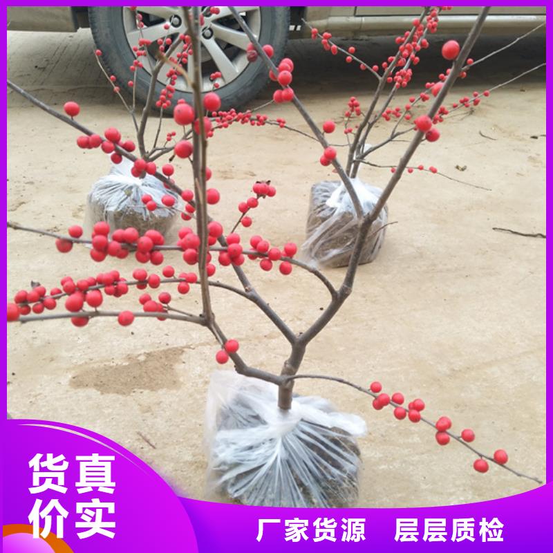 北美冬青杏树苗厂家质量过硬